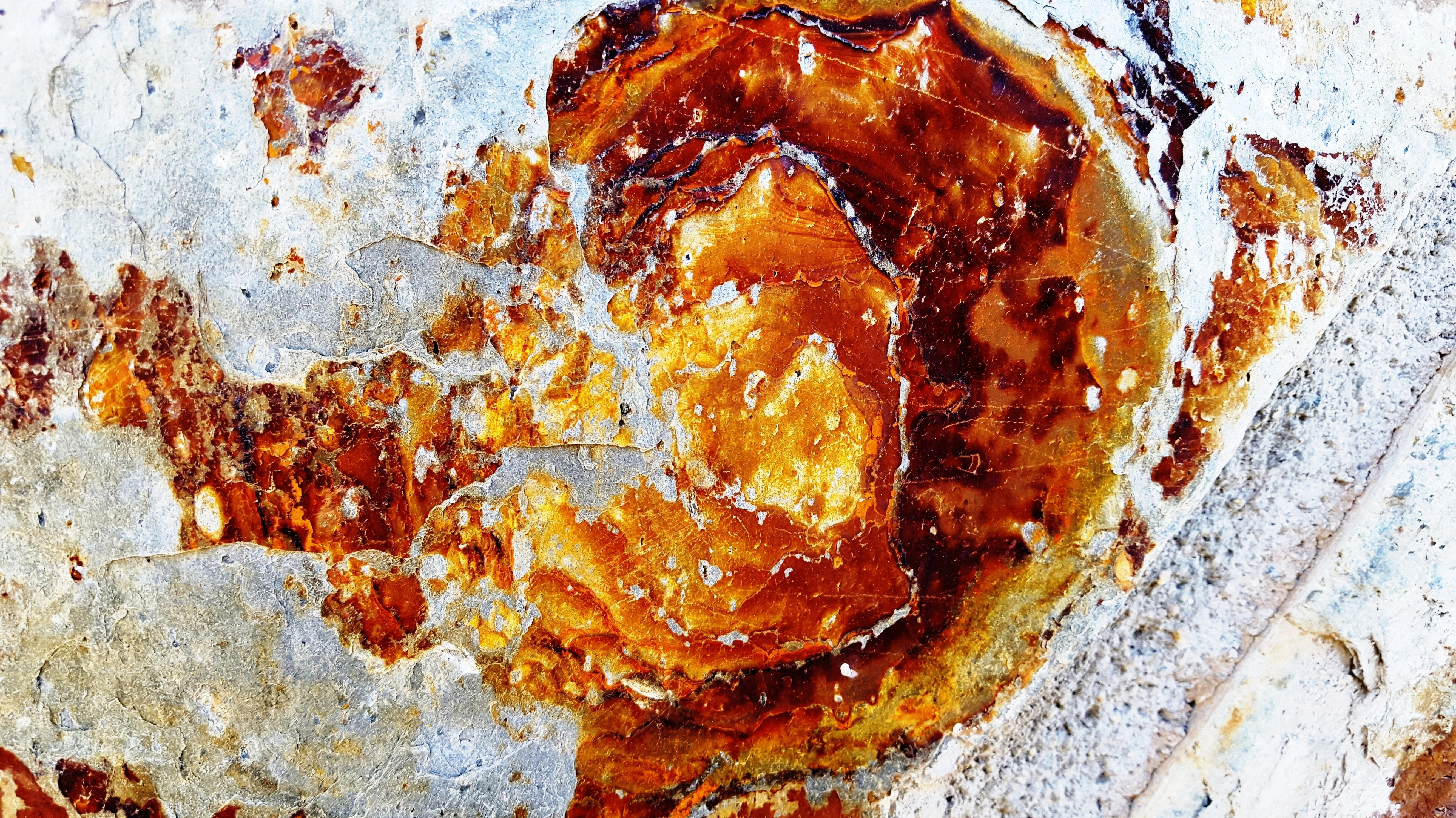 liquen1  800 ppp 2016049.jpg