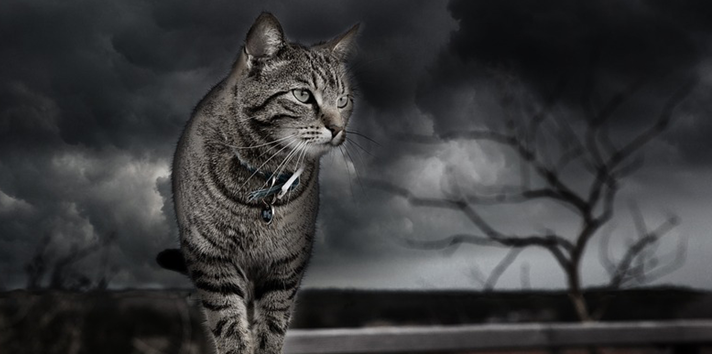 Gato solitario