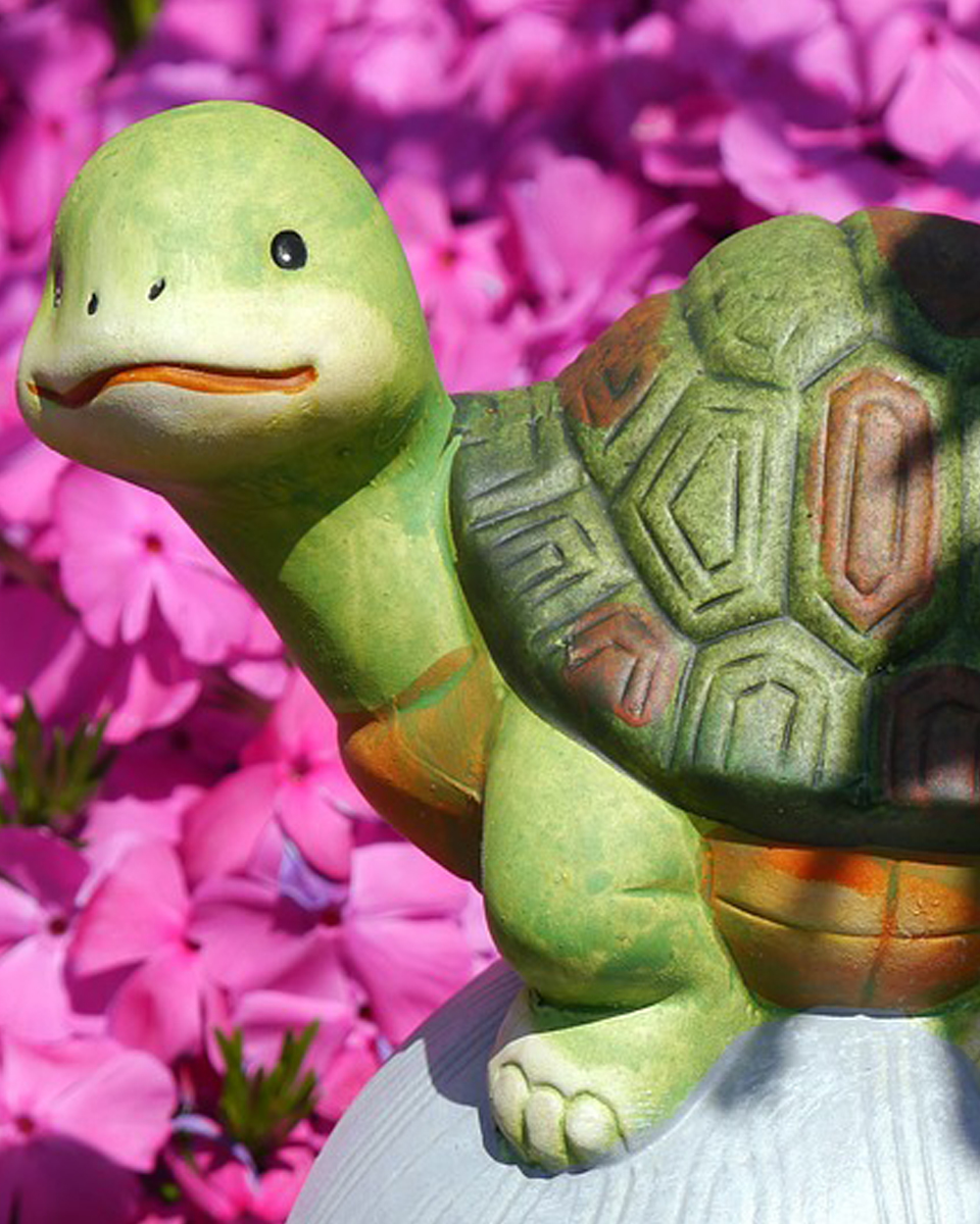 La tortuga