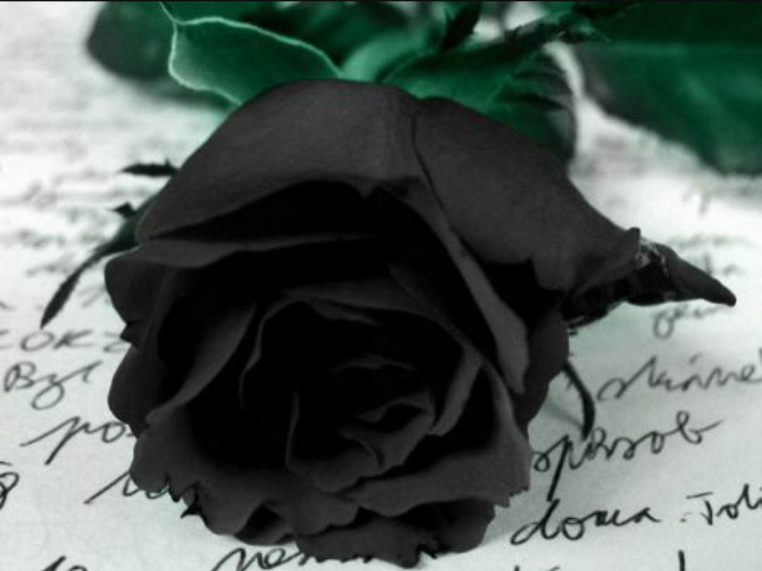 Mis veinticuatro rosas