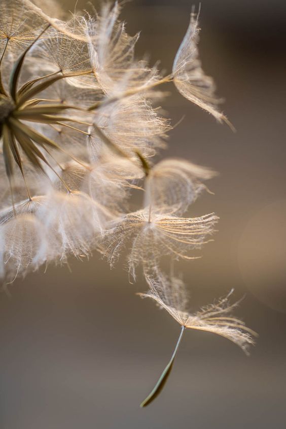 Dandelions