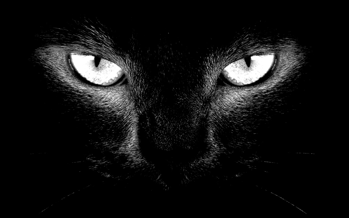 Gato negro