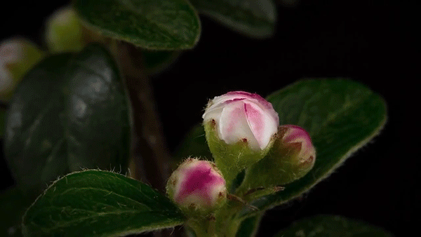 La magia de&nbsp;Flora