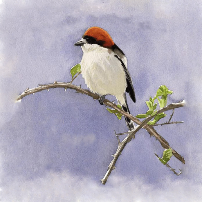 Escribo pájaros sin alas&nbsp;que…