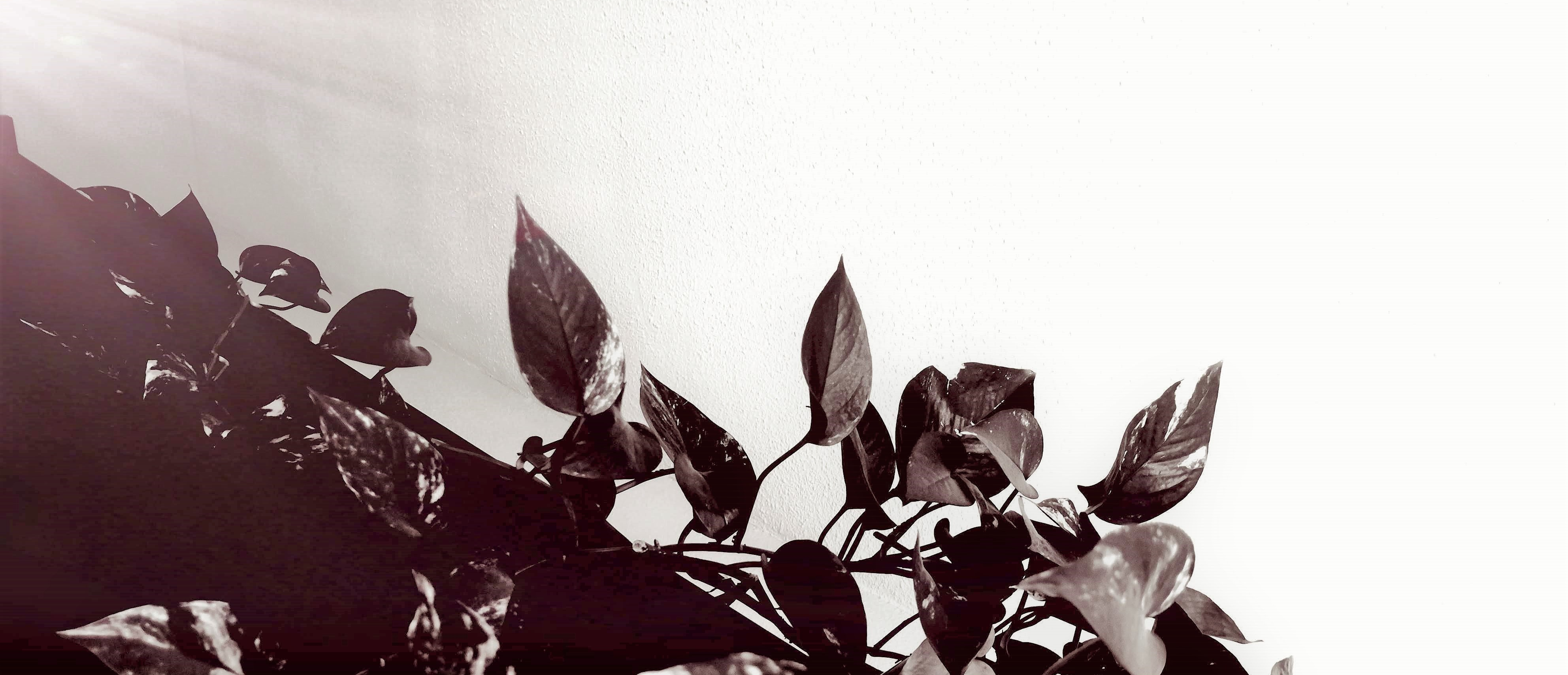 Enredaderas.