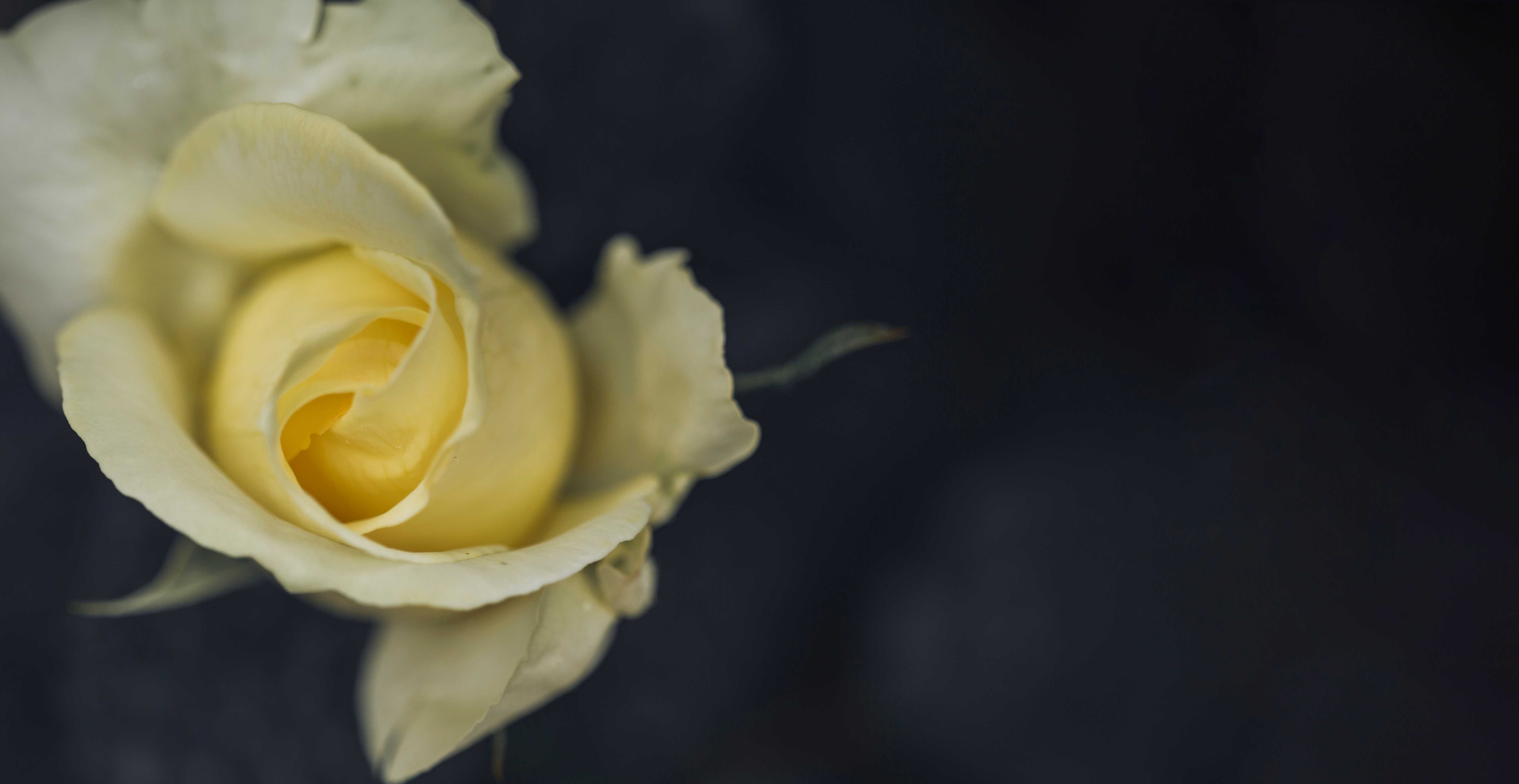 Entre las rosas