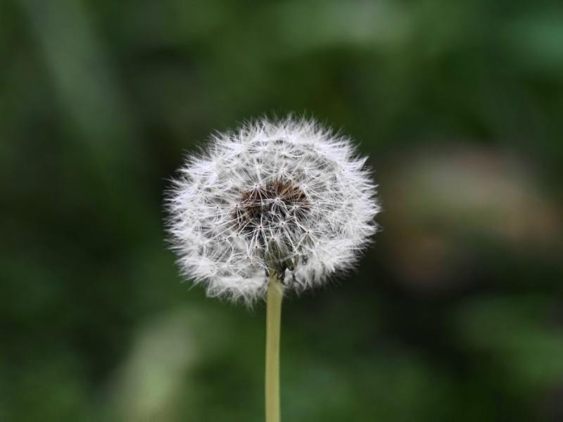 Diente de león