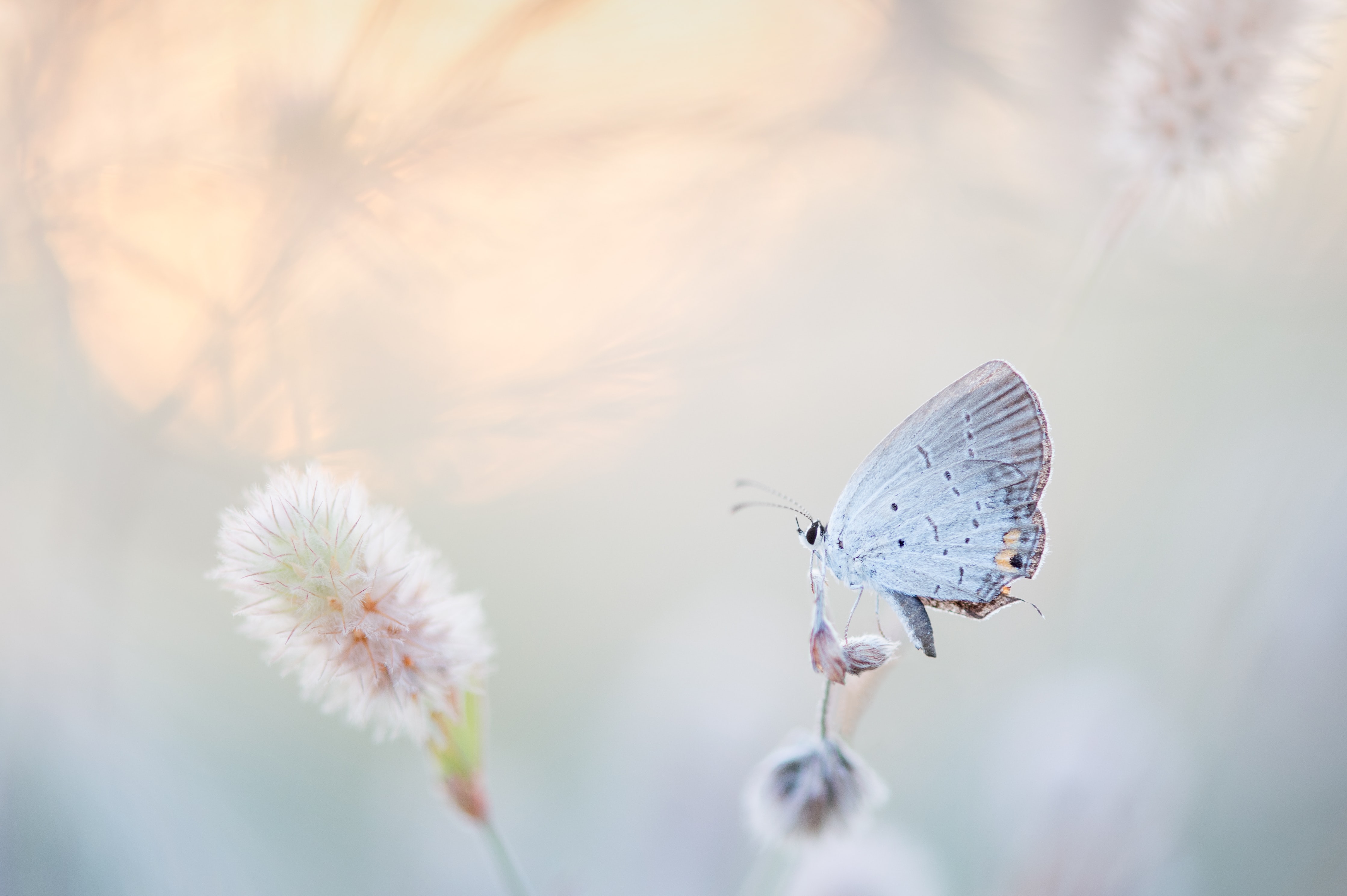 Mariposa