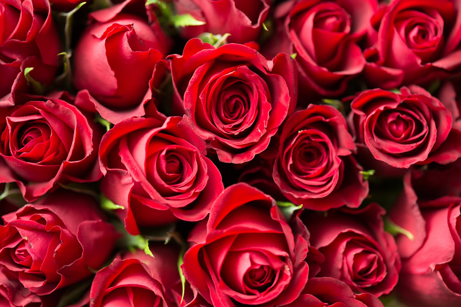 Entre rosas y espinas