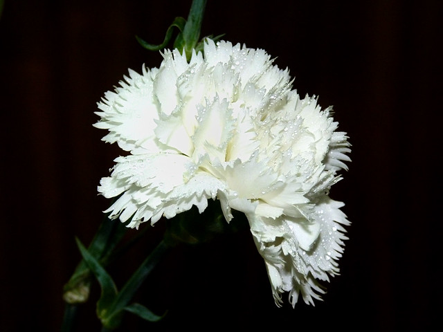 Con la tinta de un clavel se leerá&nbsp;libertad