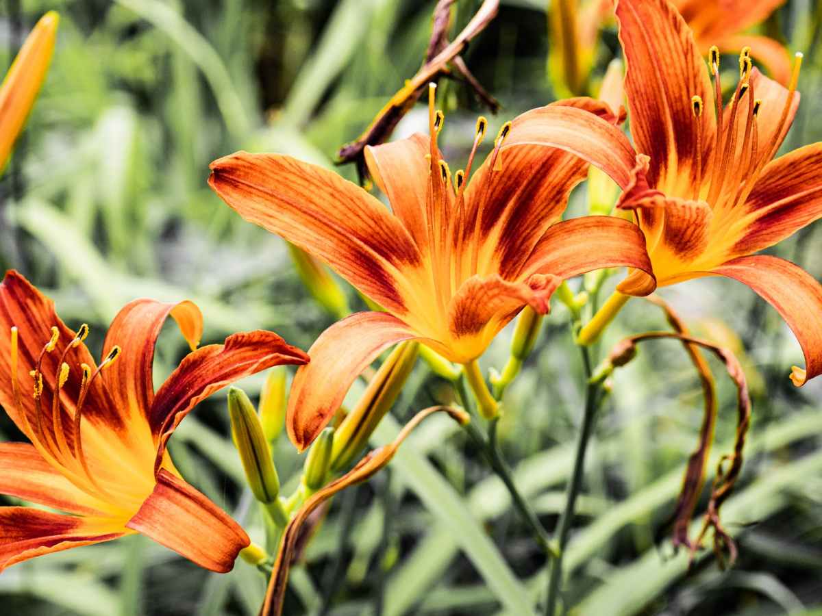 Música de cámara. Canto del&nbsp;poeta.