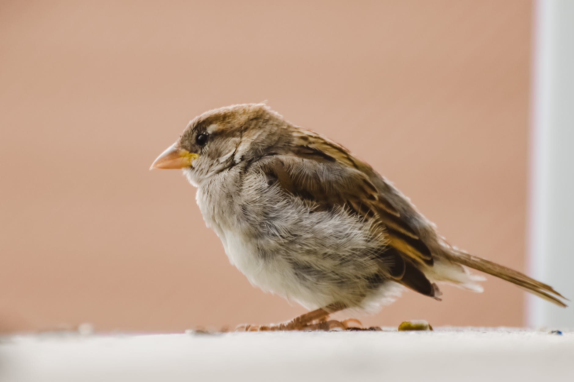 Gorrión albino