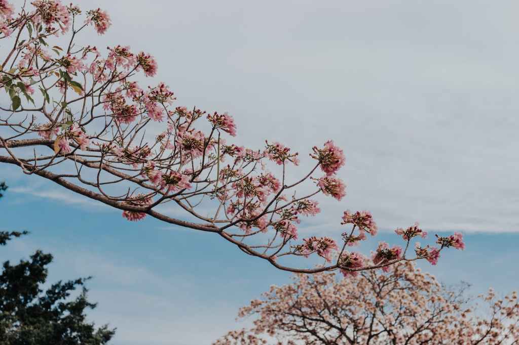 Sendero de jacarandas&nbsp;rosadas