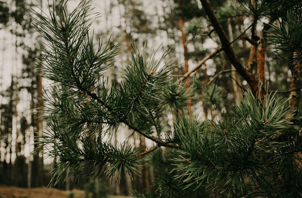 Los pinos del&nbsp;tiempo