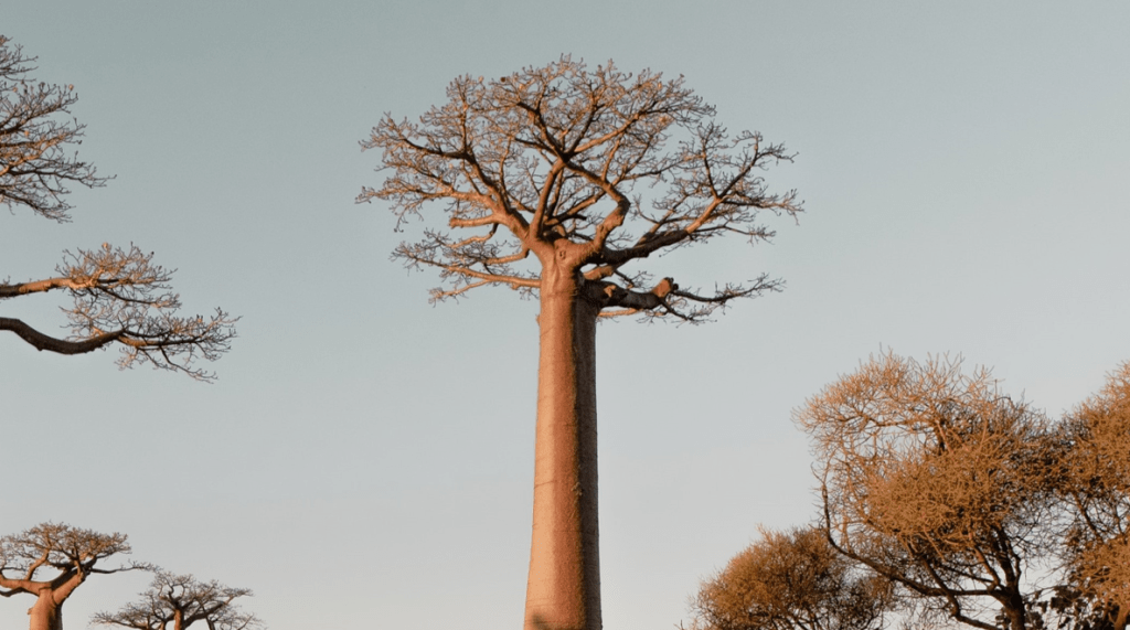 Baobab