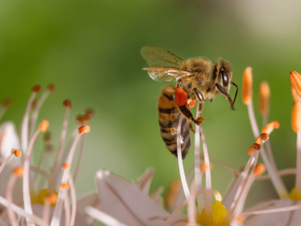 Comprender la primavera y otros sueños de una&nbsp;abeja