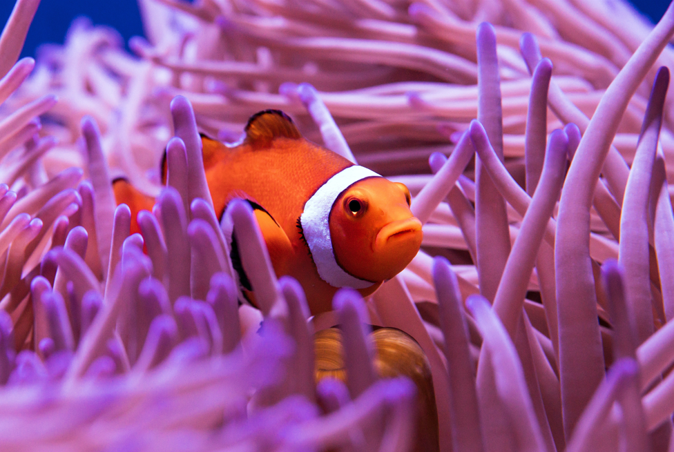 poema sobre mar fondo coral arrecife roberto garces marrero