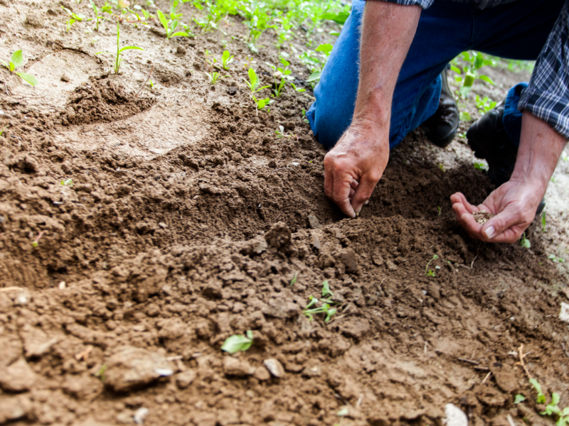 El álamo de la&nbsp;esperanza