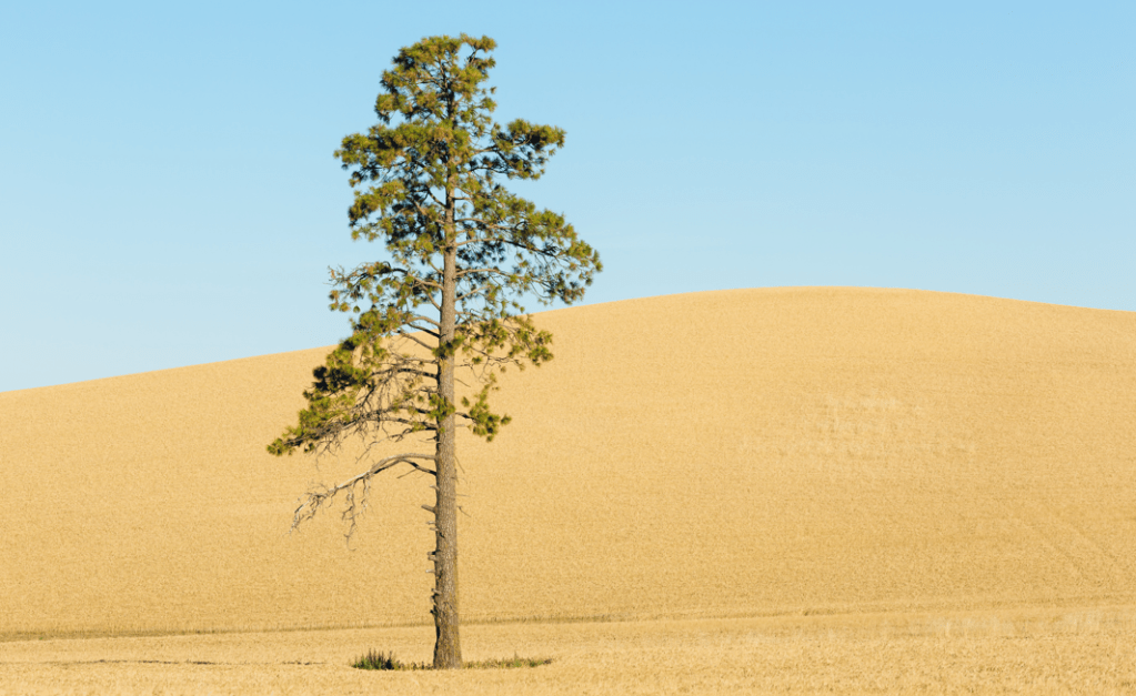 Soledad, árbol, locura