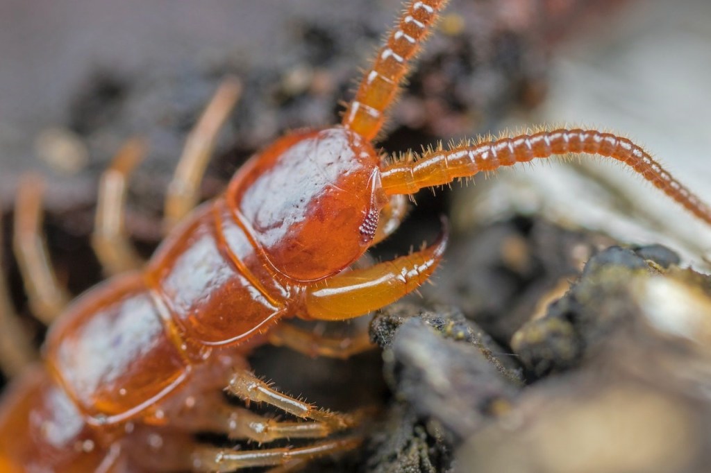 Sobre las madrugadas y las&nbsp;escolopendras