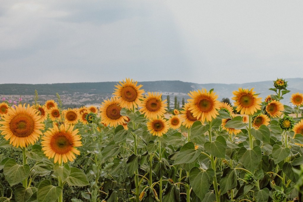 Los girasoles