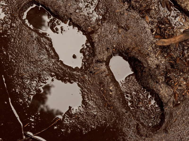 Los ecos de mi&nbsp;muerte