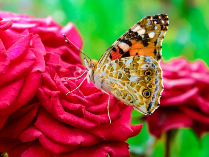 Lo más bonito del&nbsp;jardín