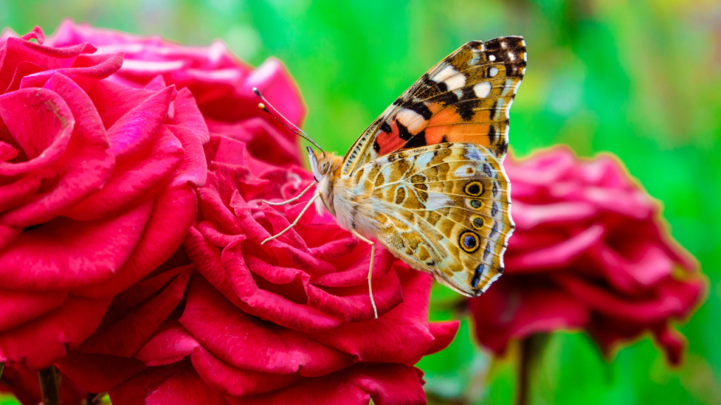 Lo más bonito del&nbsp;jardín