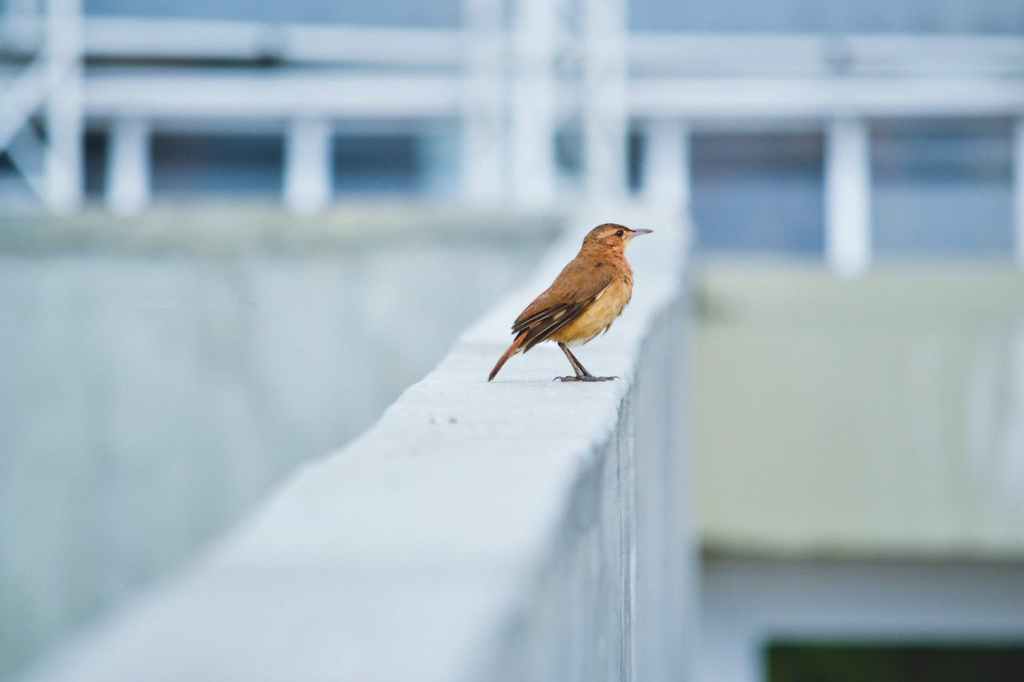 Celebración del hornero