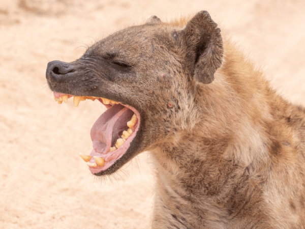 Hueso en la hoguera del&nbsp;sueño
