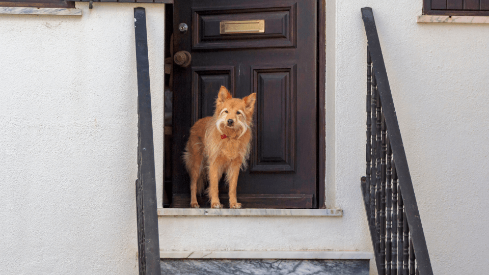 Ojalá mi perro me&nbsp;espere