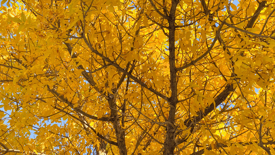 La desnudez del&nbsp;arce