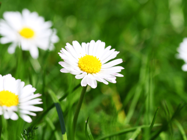També les flors s’omplin de&nbsp;gespa