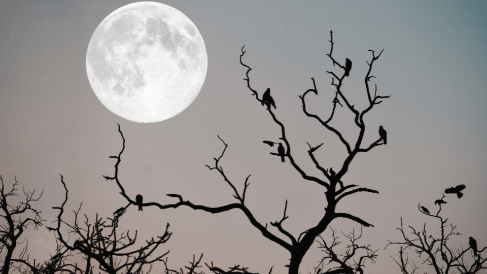 en una noche&nbsp;cualquiera