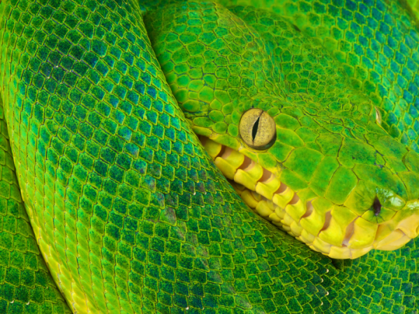 De fábula subrepticia