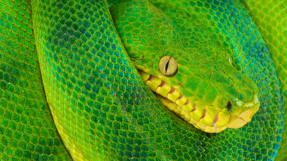 De fábula subrepticia