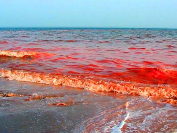 Marea roja