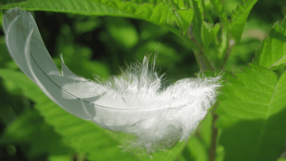 poema sobre crecimiento aves plumas escamas dolor