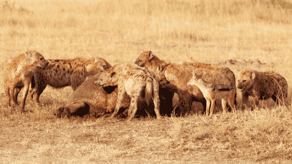 Las vértebras de la&nbsp;esperanza