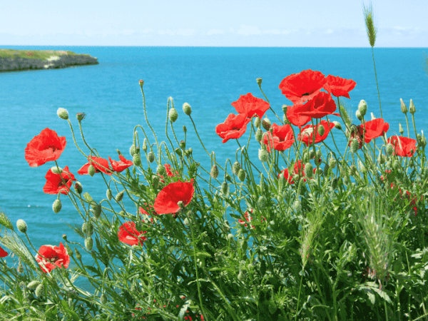 Amapolas de mar y&nbsp;arena
