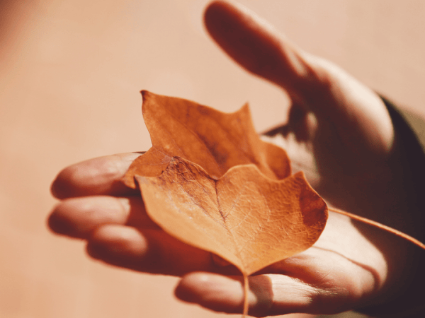 Cosecha de recuerdos