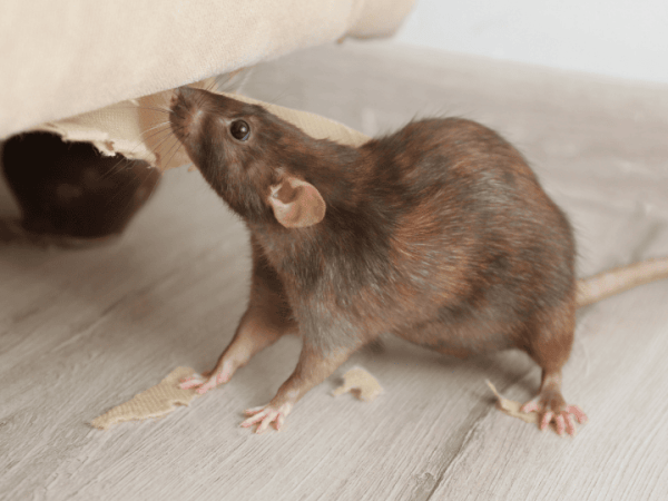 Proverbio para empezar una&nbsp;epidemia