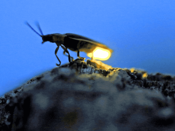 Lucha de luciérnagas