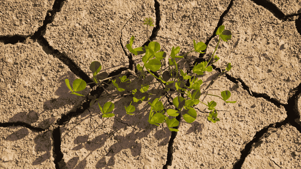 poema sobre desamor resentimiento nostalgia deseo tristeza negación incapacidad para superar un amor pasado