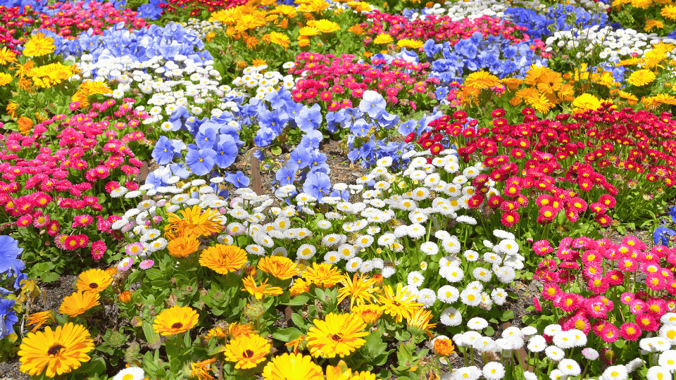 Si las flores no me hubieran roto el&nbsp;corazón