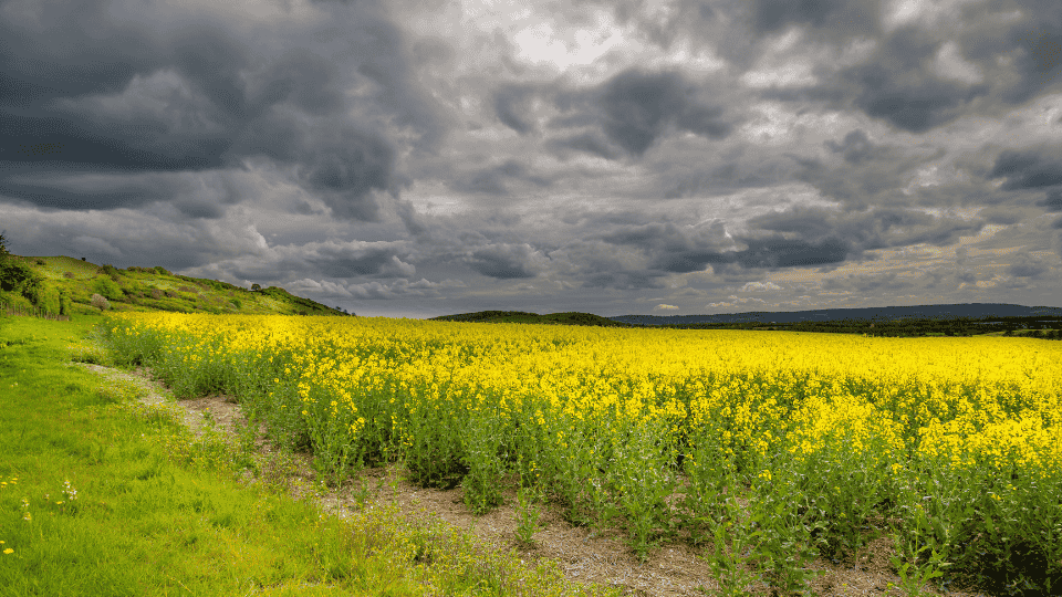 Pronóstico de tormenta