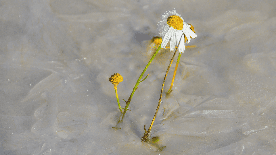 poema sobre amor cicatrices heridas distancia