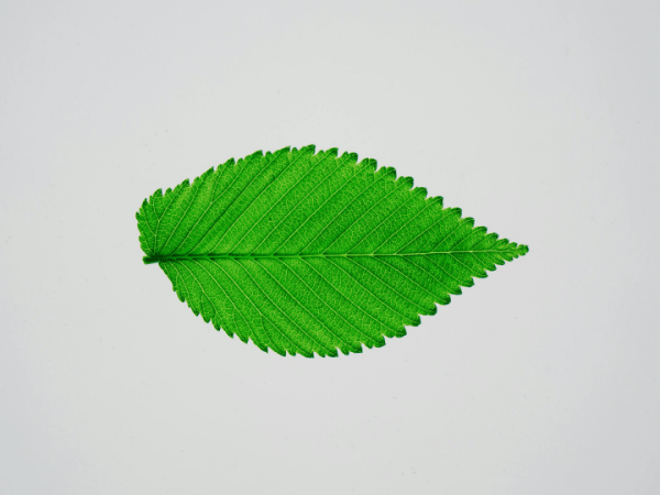 He creído haberle&nbsp;amado