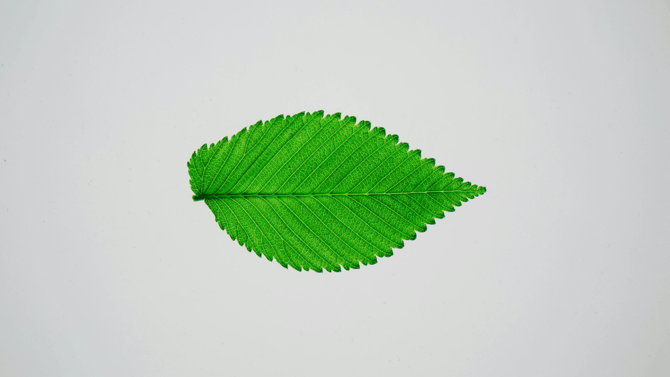 He creído haberle&nbsp;amado