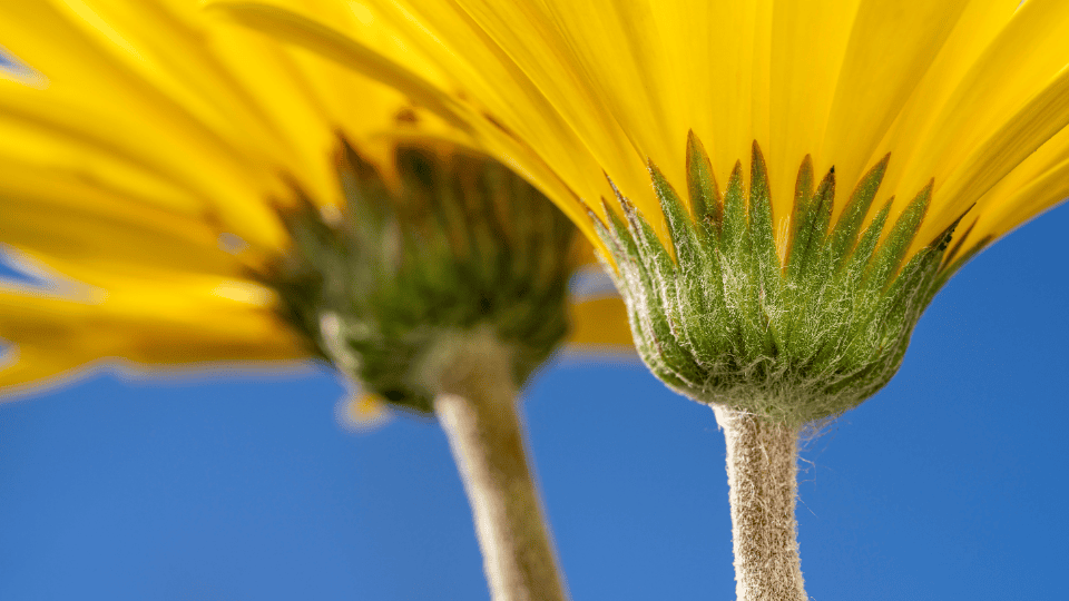poema sobre flores sal fragilidad naturaleza flores